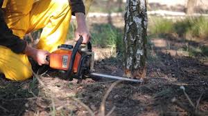 Best Tree Health Inspection  in Sur Hill, GA