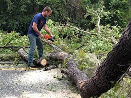 Reliable Sugar Hill, GA Tree Care Solutions