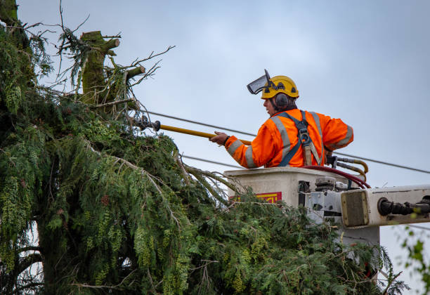 Best Utility Line Clearance  in Sur Hill, GA
