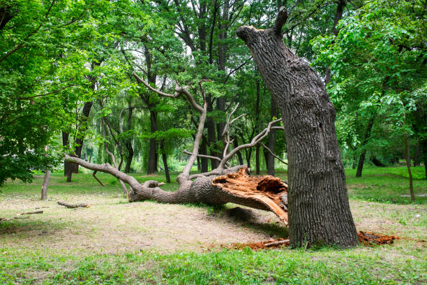 Best Emergency Tree Removal  in Sur Hill, GA