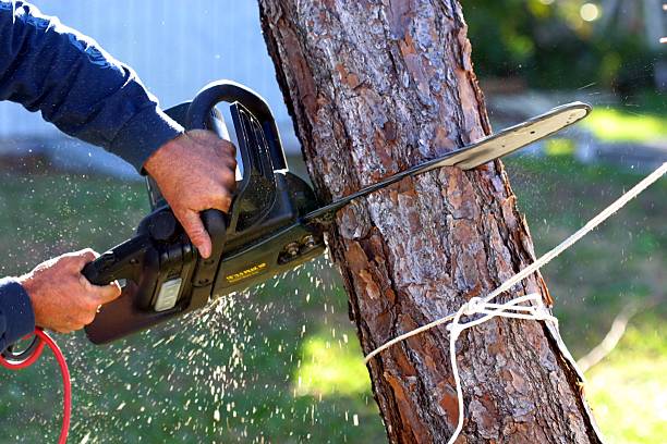 Best Tree Maintenance Programs  in Sur Hill, GA