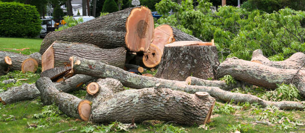 Best Tree Cabling and Bracing  in Sur Hill, GA