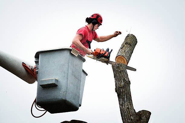 Best Storm Damage Tree Cleanup  in Sur Hill, GA