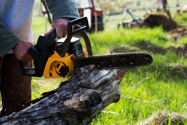 Best Tree Mulching  in Sur Hill, GA