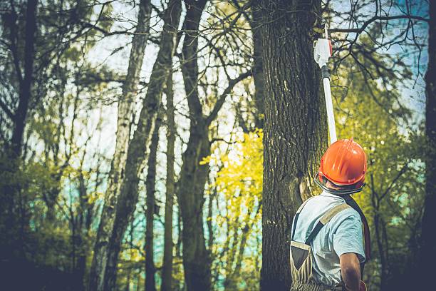 Best Soil Testing and Treatment  in Sur Hill, GA
