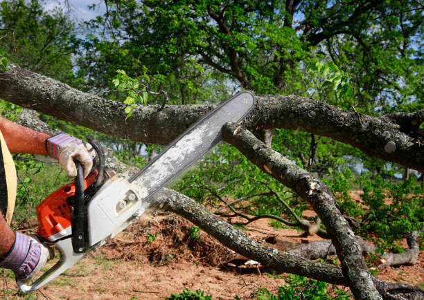 Best Leaf Removal  in Sur Hill, GA
